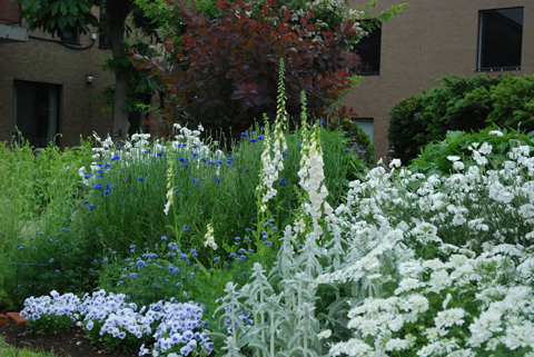 ブルーとホワイトの春花壇